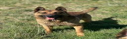 Mixed Breed dogs for sale: German shepherd x Rottweiler pups - Advert 3