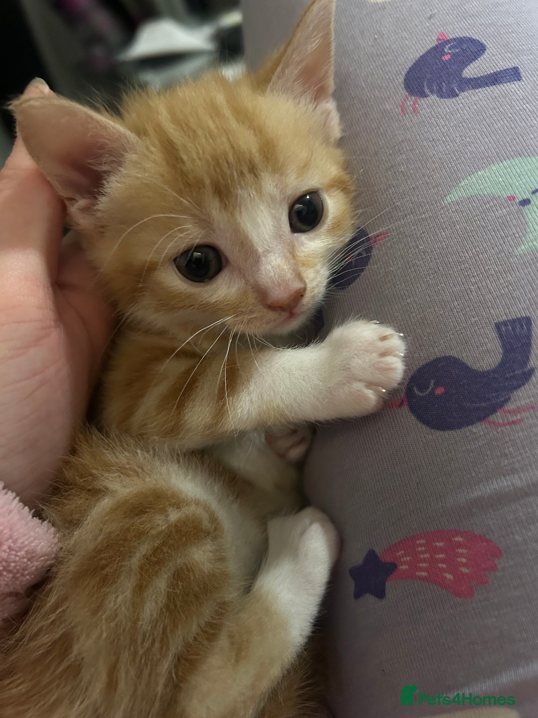 British Shorthair cats for sale: 4 kittens for sale: 3 girls 1 boy mixed coats  - Image 5