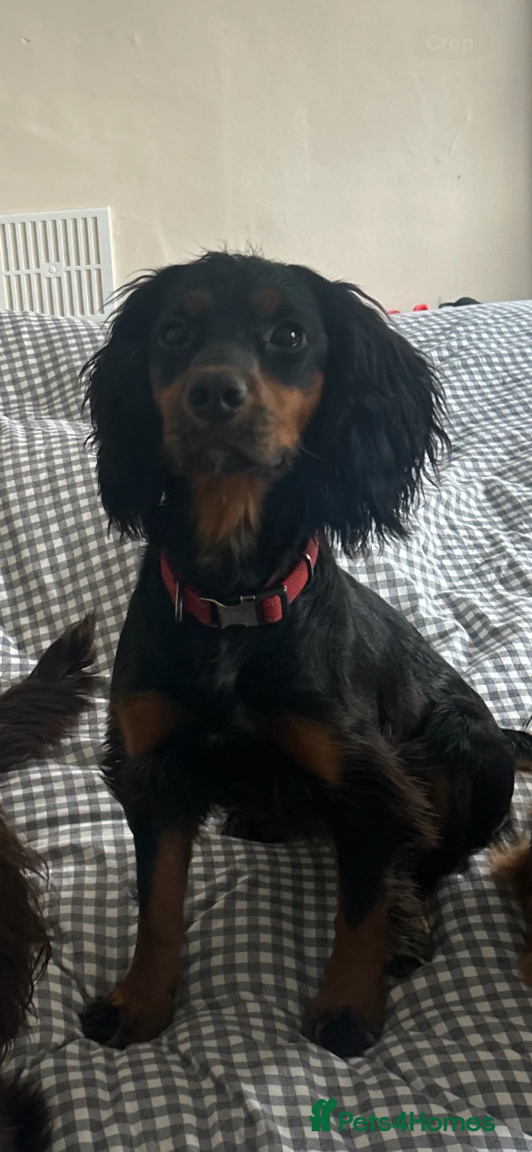 Cocker Spaniel dogs for sale: Cocker Spaniel litter due 13th may in Colwyn Bay - Advert 5