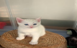 Domestic Shorthair cats for sale: Beautiful litter of kittens 2 male one female  - Image 2
