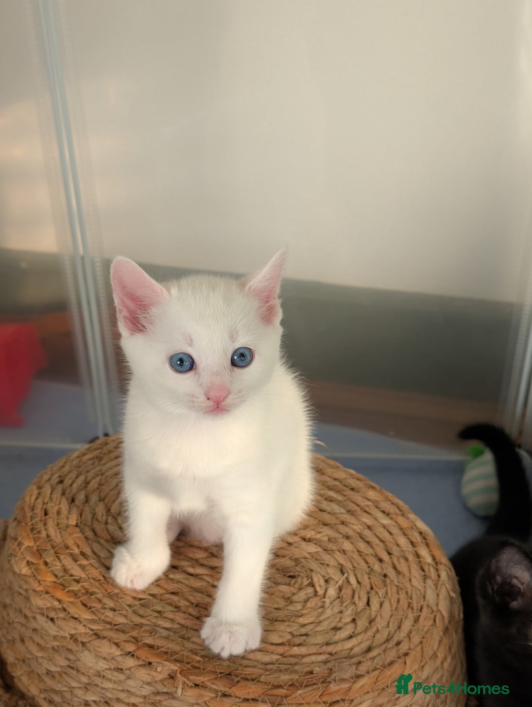 Domestic Shorthair cats for sale: Beautiful litter of kittens 2 male one female  - Image 2