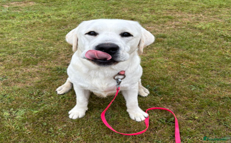 Labrador Retriever dogs - Advert 9