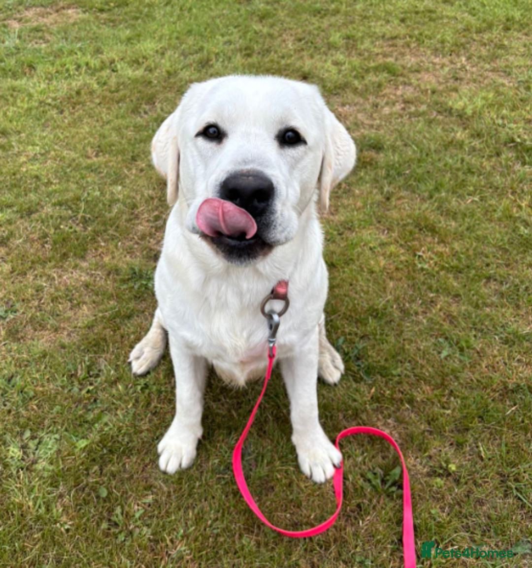 Labrador Retriever dogs for sale: Arlo Advanced trained Labrador  - Image 1