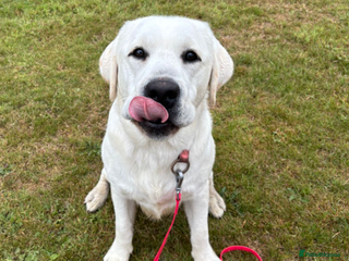 Labrador Retriever dogs - Advert 4
