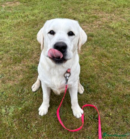 Labrador Retriever dogs - Advert 4