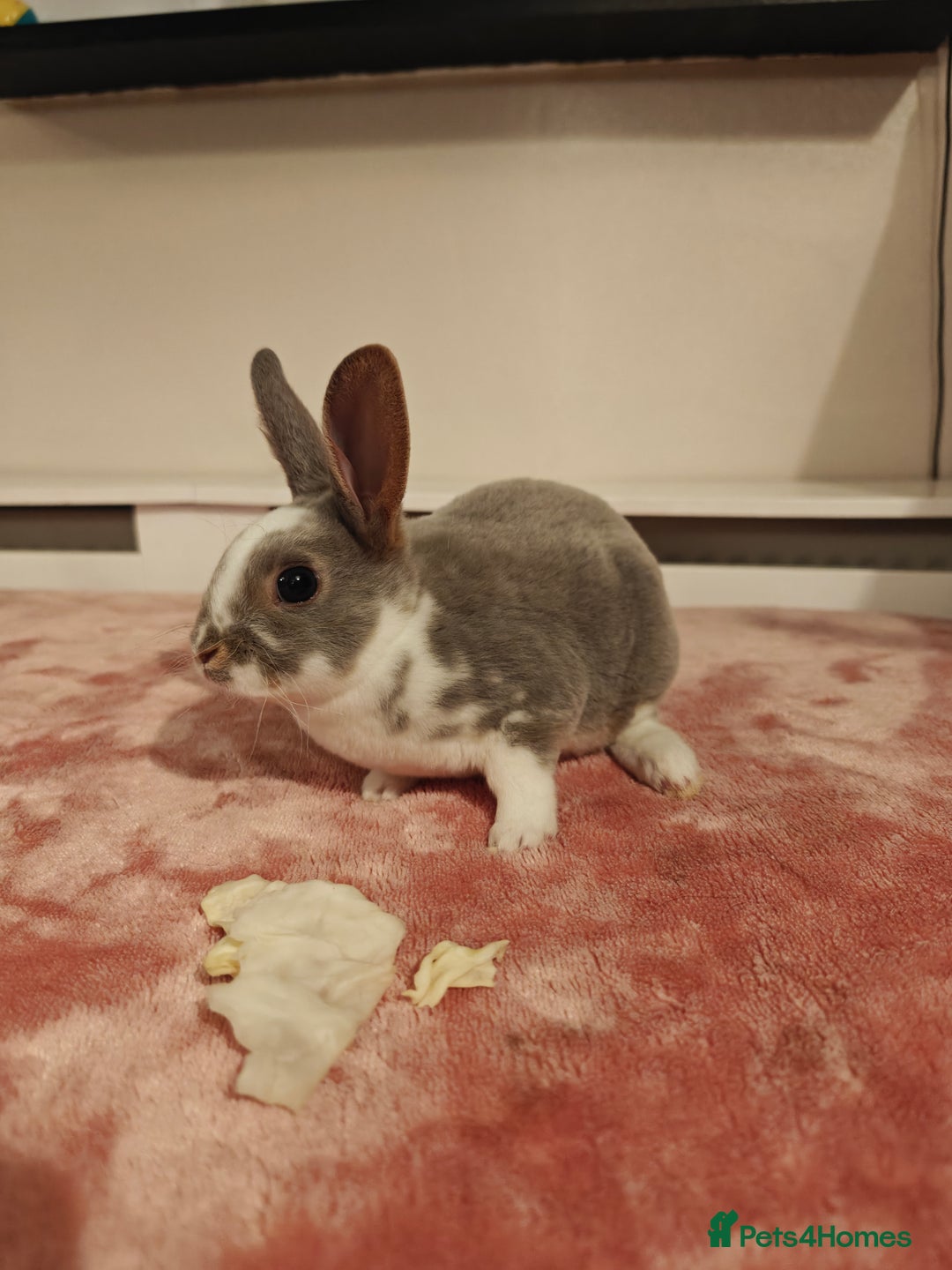 Rex rabbits for sale: Mixed litter of Mini Rex  - Image 26