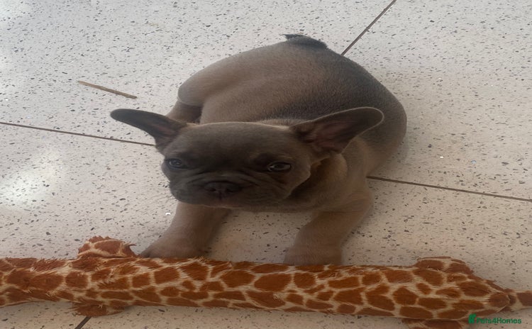 French Bulldog dogs - Advert 4
