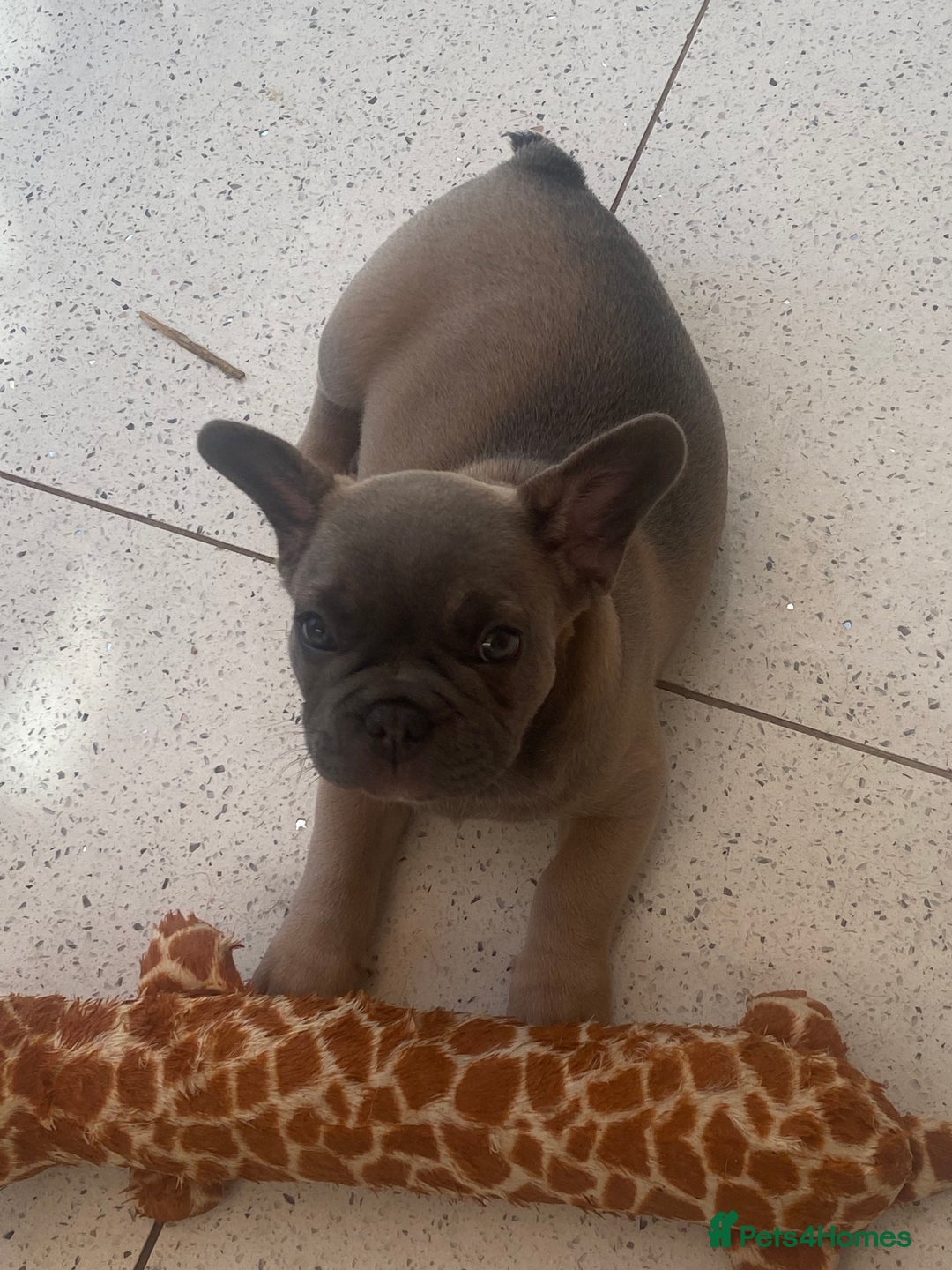French Bulldog dogs for sale: French bulldog puppy  - Image 1