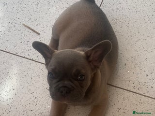 French Bulldog dogs - Advert 2