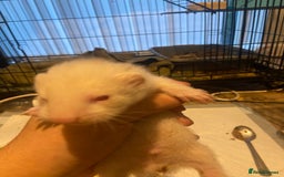 Ferret rodents for sale: Ferrets - Image 11