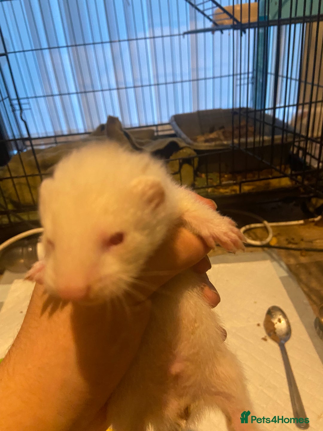 Ferret rodents for sale: Ferrets - Image 11