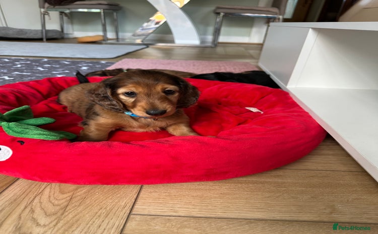 Dachshund dogs - Advert 5