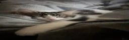 Mixed Breed cats for sale: Ragdoll X in Falkirk - Advert 3