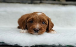 Australian Labradoodle dogs for sale: Australian Labradoodles RED&WHITE - Waiting list  - Image 19