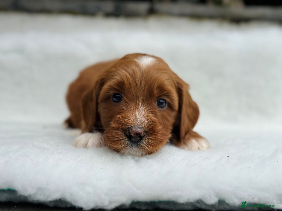 Australian Labradoodle dogs for sale: Australian Labradoodles RED&WHITE - Waiting list  - Image 19
