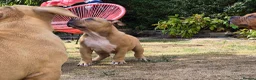 American Bully dogs for sale: American Pocket Bully’s  - Advert 16