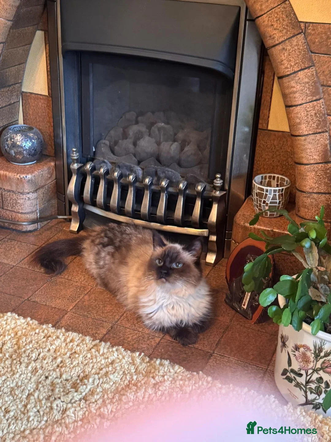 Ragdoll cats for sale: Ragdoll queen  - Advert 2