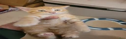 Mixed Breed cats for sale: 4 cute, playful kittens for sale - Advert 8