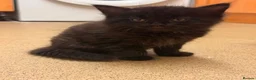 Mixed Breed cats for sale: 4 Blue Russian X kittens available  - Advert 6
