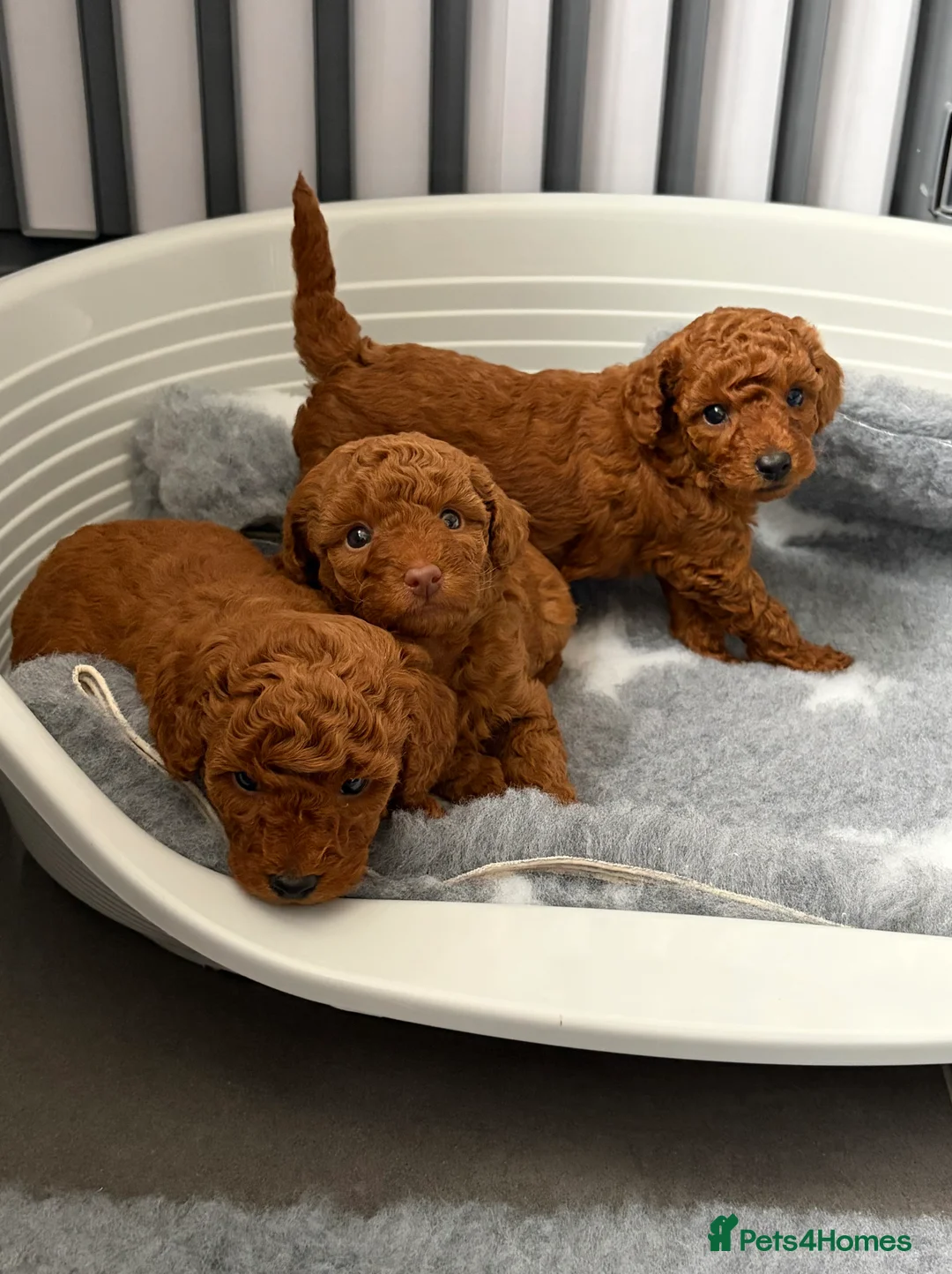 Cavapoo dogs for sale: F1 Cavapoo puppies  - Advert 6
