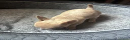 Chihuahua dogs for sale: Striking Blue Eyed Merle Chihuahua Baby Boy in Gateshead - Advert 10