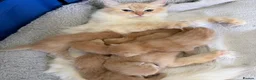 Ragdoll cats for sale: Unique Giant Fawn Ragdoll X Maine Coon Kittens  - Advert 1