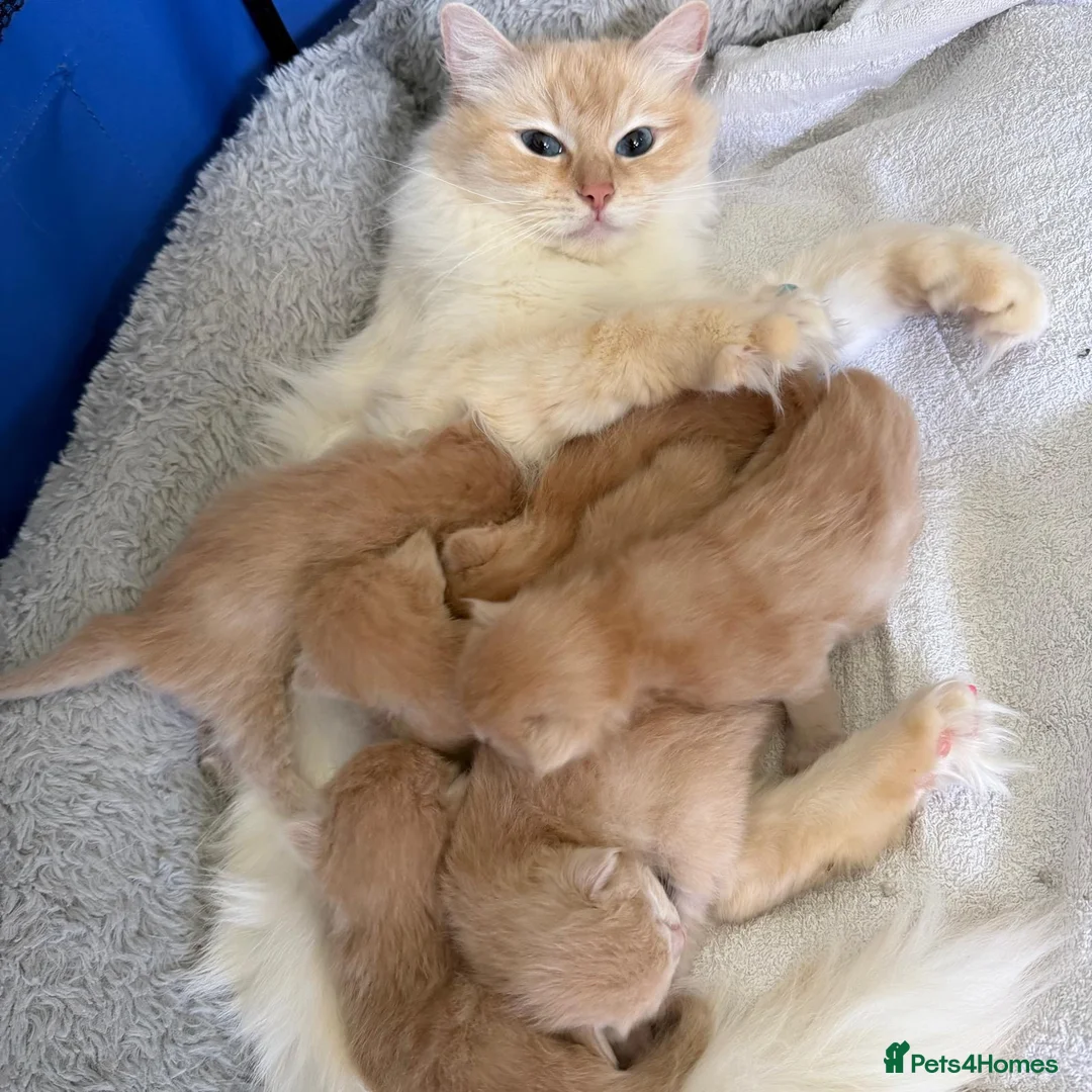 Ragdoll cats for sale: Unique Giant Fawn Ragdoll X Maine Coon Kittens  - Advert 1