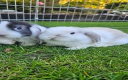 Mini Lop rabbits for sale: Gorgeous purebred baby mini lops - Image 3