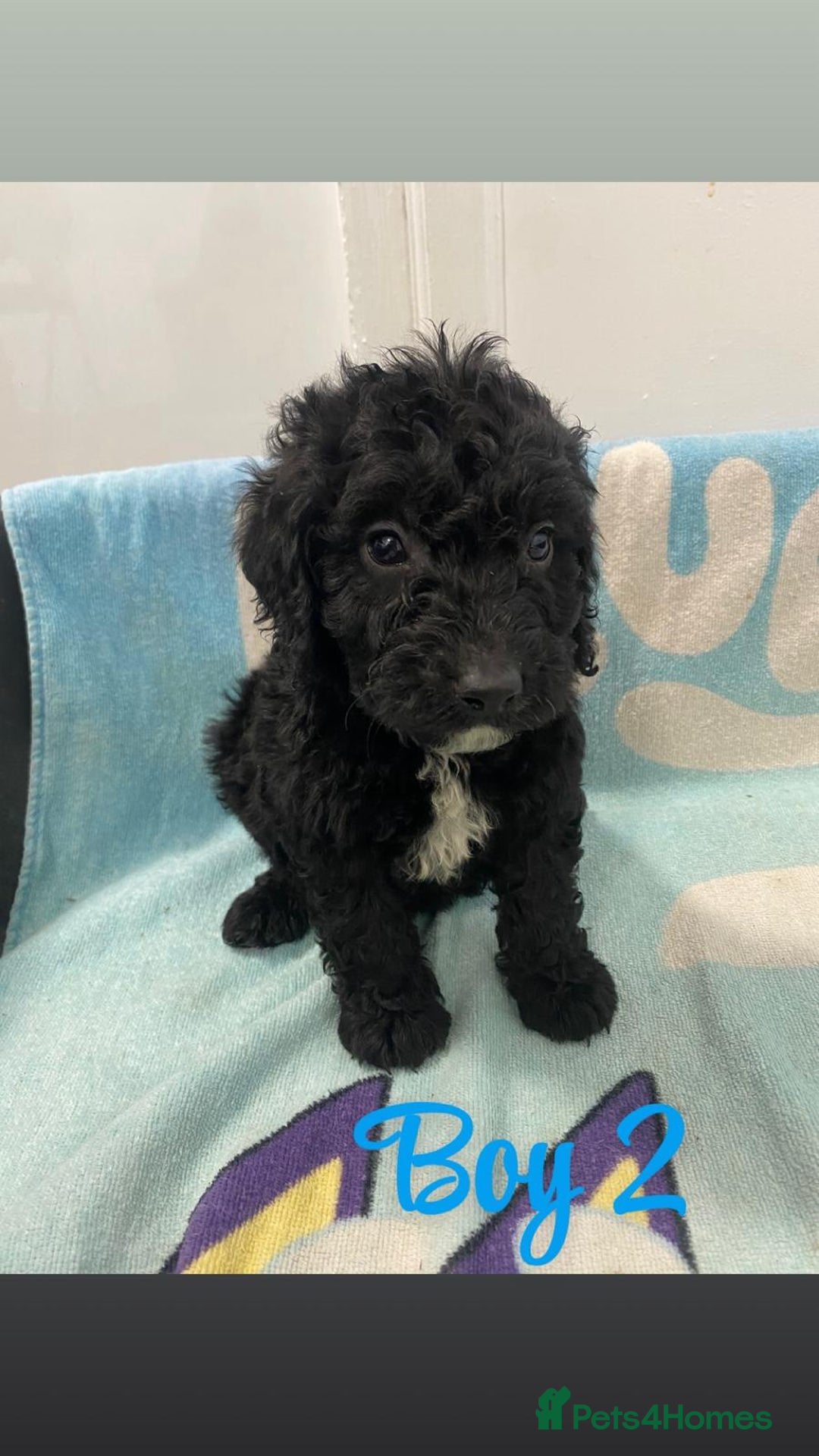 Cockapoo dogs for sale: Beautiful cockapoo pups - Image 8