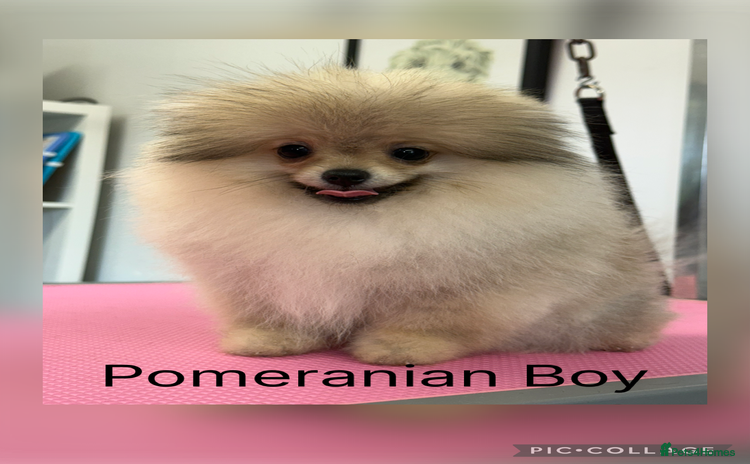 Pomeranian dogs - Advert 1