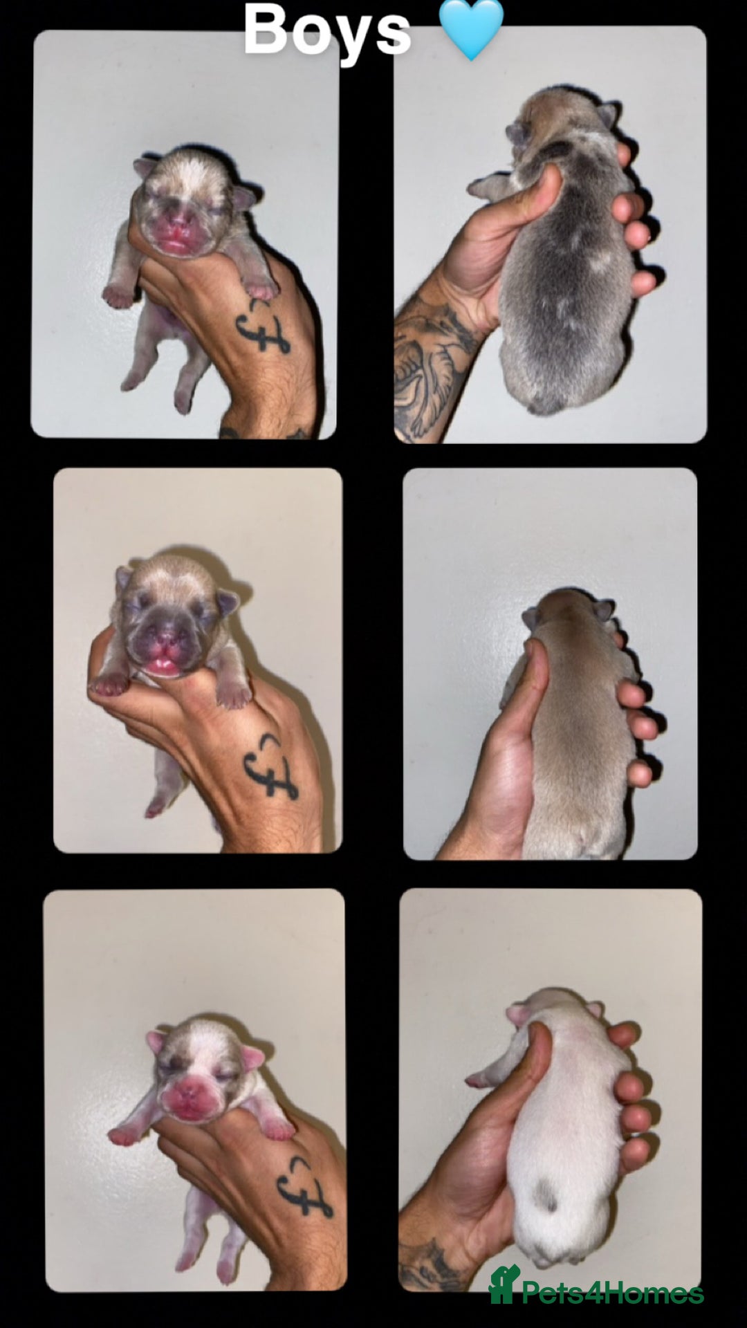 French Bulldog dogs for sale: True type frenchie puppies  - Advert 7