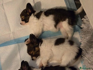 Papillon dogs Females and Males PureBred Papillon Pups - Advert 9
