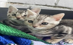 Bengal cats for sale: 🐾 Pedigree tica registered Bengal Kittens - Image 18