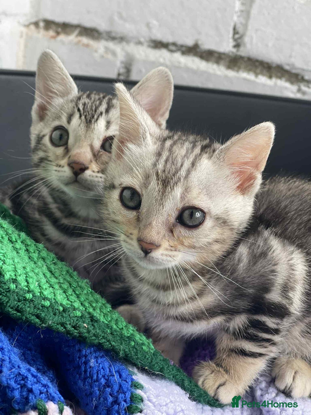 Bengal cats for sale: 🐾 Pedigree tica registered Bengal Kittens - Image 18