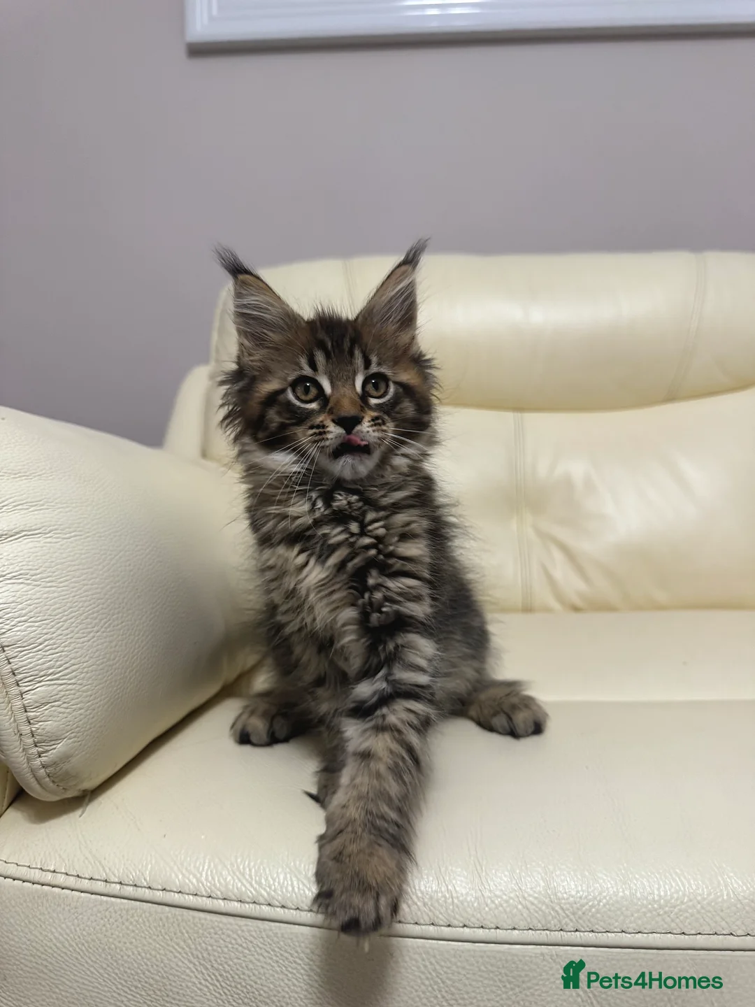 Maine Coon cats for sale: MaineCoonKitten🏆20+gen🧬Outstadning Full Pedigree - Advert 13