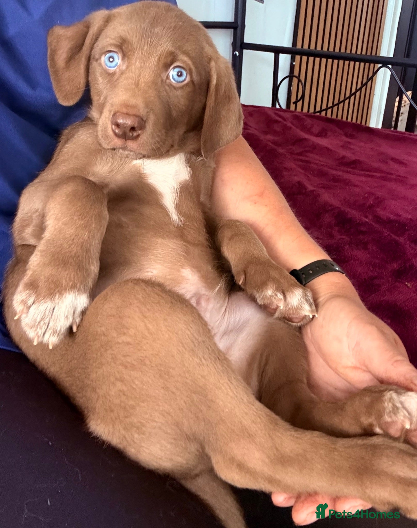 Mixed Breed dogs Gorgeous Siberian Shepsky x Weimaraner Puppies  - Advert 1