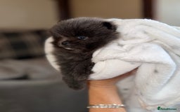 Pomeranian dogs for sale: 🧸⭐️. EXTRA SPECIAL POMERANIAN BEARS ⭐️🧸 - Advert 6