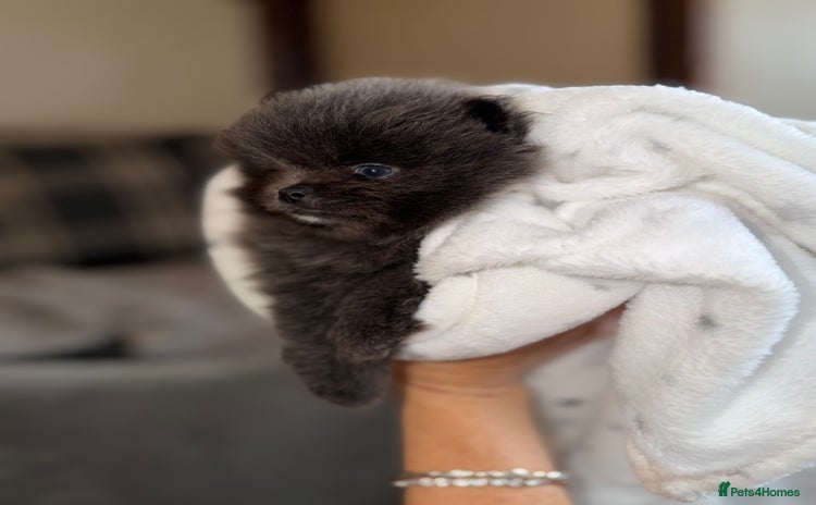 Pomeranian dogs 🧸⭐️. EXTRA SPECIAL POMERANIAN BEARS ⭐️🧸 - Advert 3