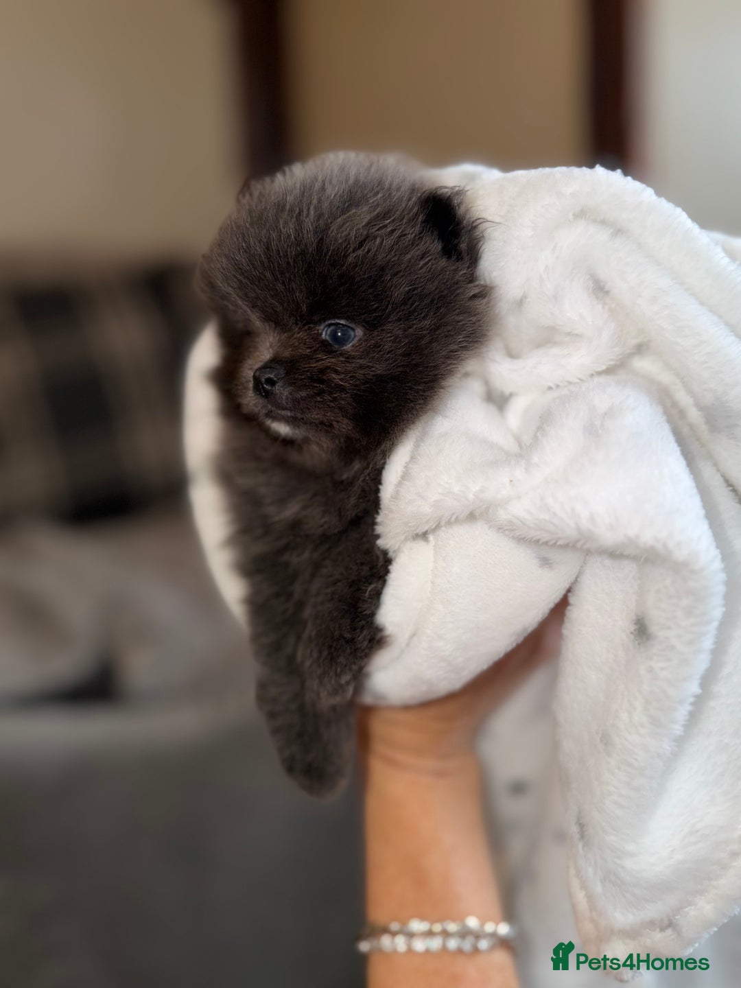 Pomeranian dogs for sale: 🧸⭐️. EXTRA SPECIAL POMERANIAN BEARS ⭐️🧸 - Advert 6