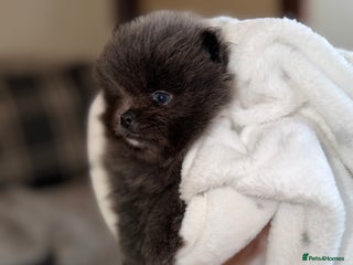 Pomeranian dogs 🧸⭐️. EXTRA SPECIAL POMERANIAN BEARS ⭐️🧸 - Advert 1