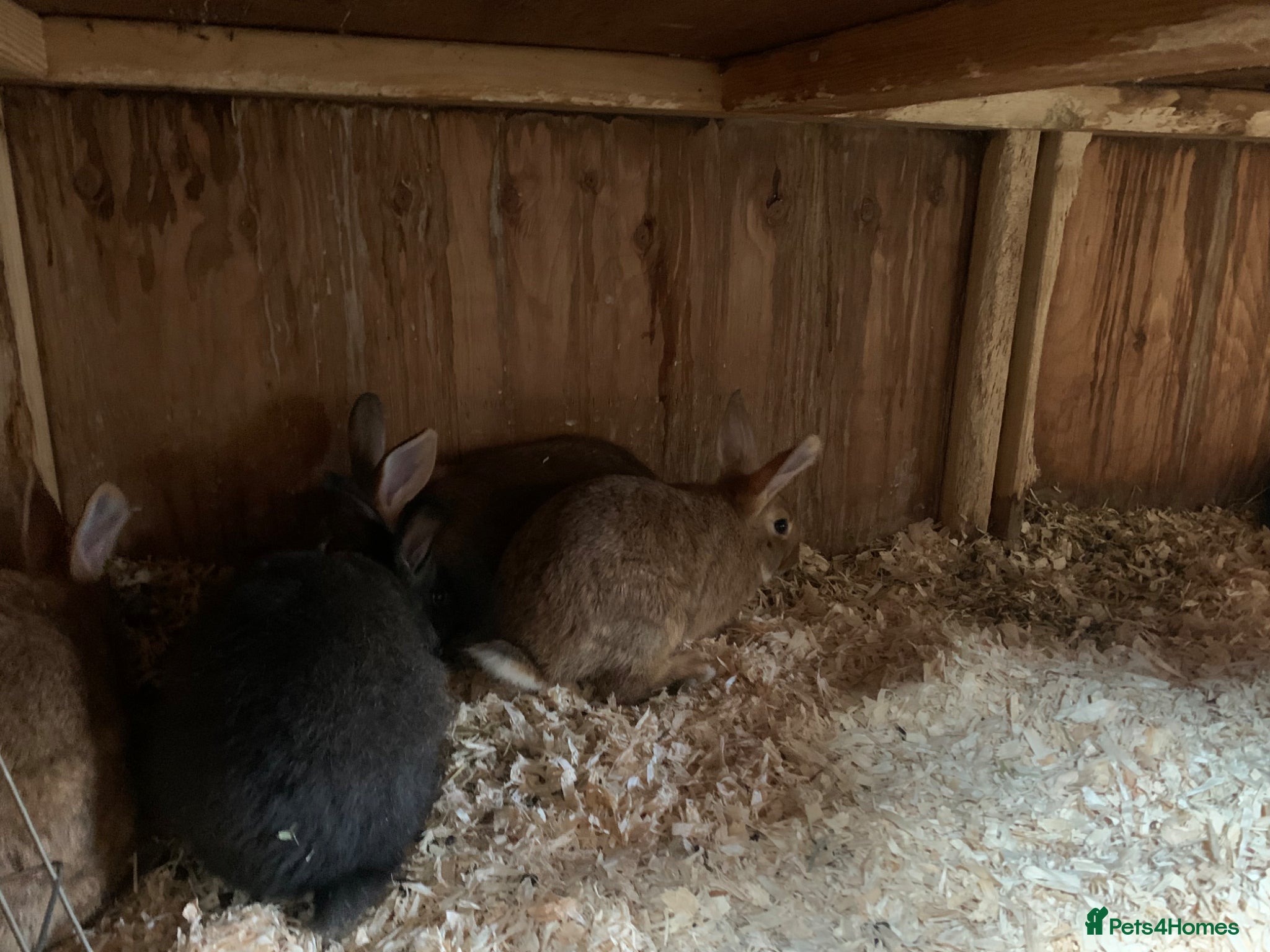 New Zealand rabbits for sale: Mixed New Zealand’s  - Advert 6