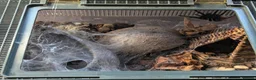 Tarantulas invertebrates for sale: 2 Tarantulas & Full Equipment Bundle. in Carmarthen - Advert 4