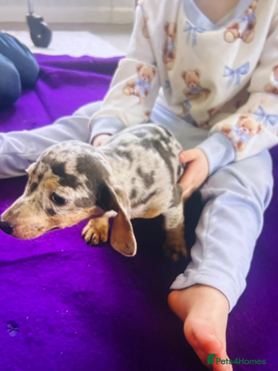 Dachshund dogs for sale: Beautiful litter of miniature dachshund  - Advert 2