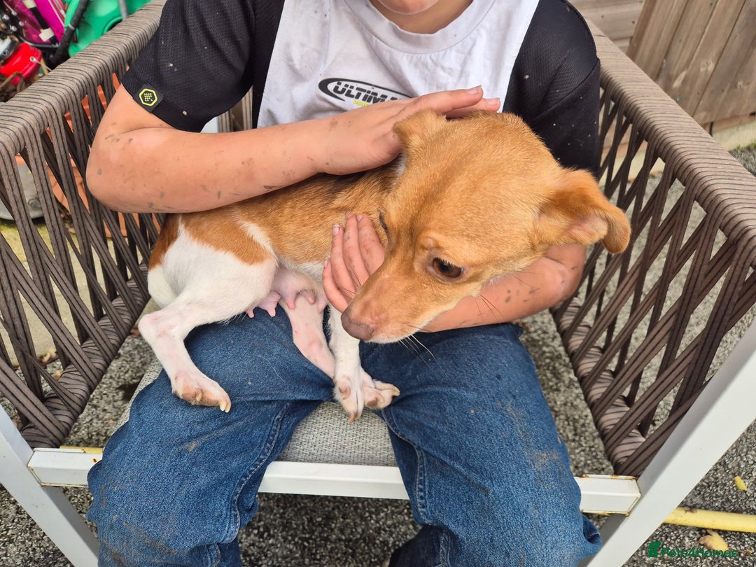 Jack Russell dogs for sale: Jack russel puppies - Image 5