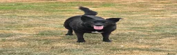 Mixed Breed dogs for adoption: Jasmine - loving human wanted  - Advert 1