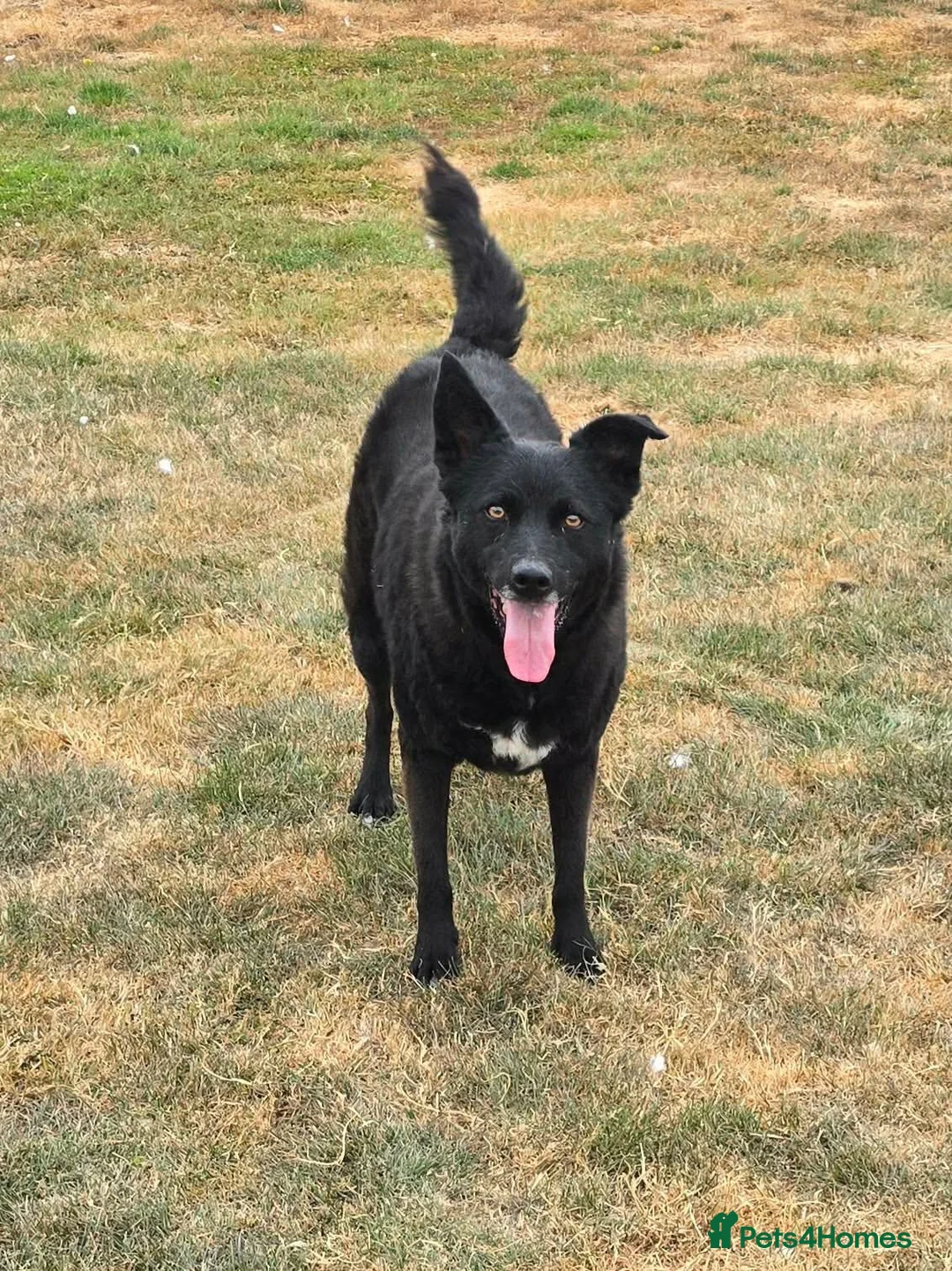 Mixed Breed dogs for adoption: Jasmine - loving human wanted  - Advert 1