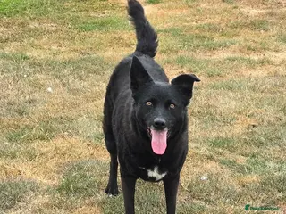 Mixed Breed dogs Jasmine - loving human wanted - Advert 1