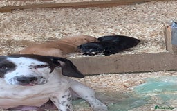 Bocker dogs for sale: Bocker - Image 7