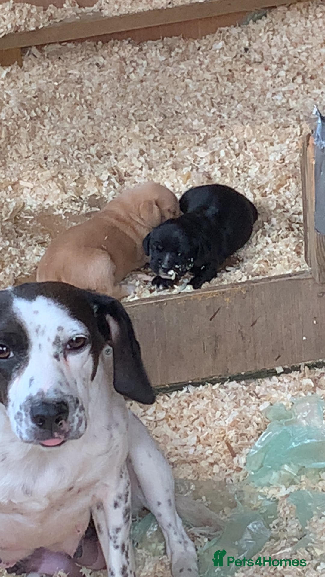 Bocker dogs for sale: Bocker - Image 7