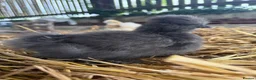 Chickens poultry for sale: Polish grower and USA silkie chicks  in Coleraine - Advert 3